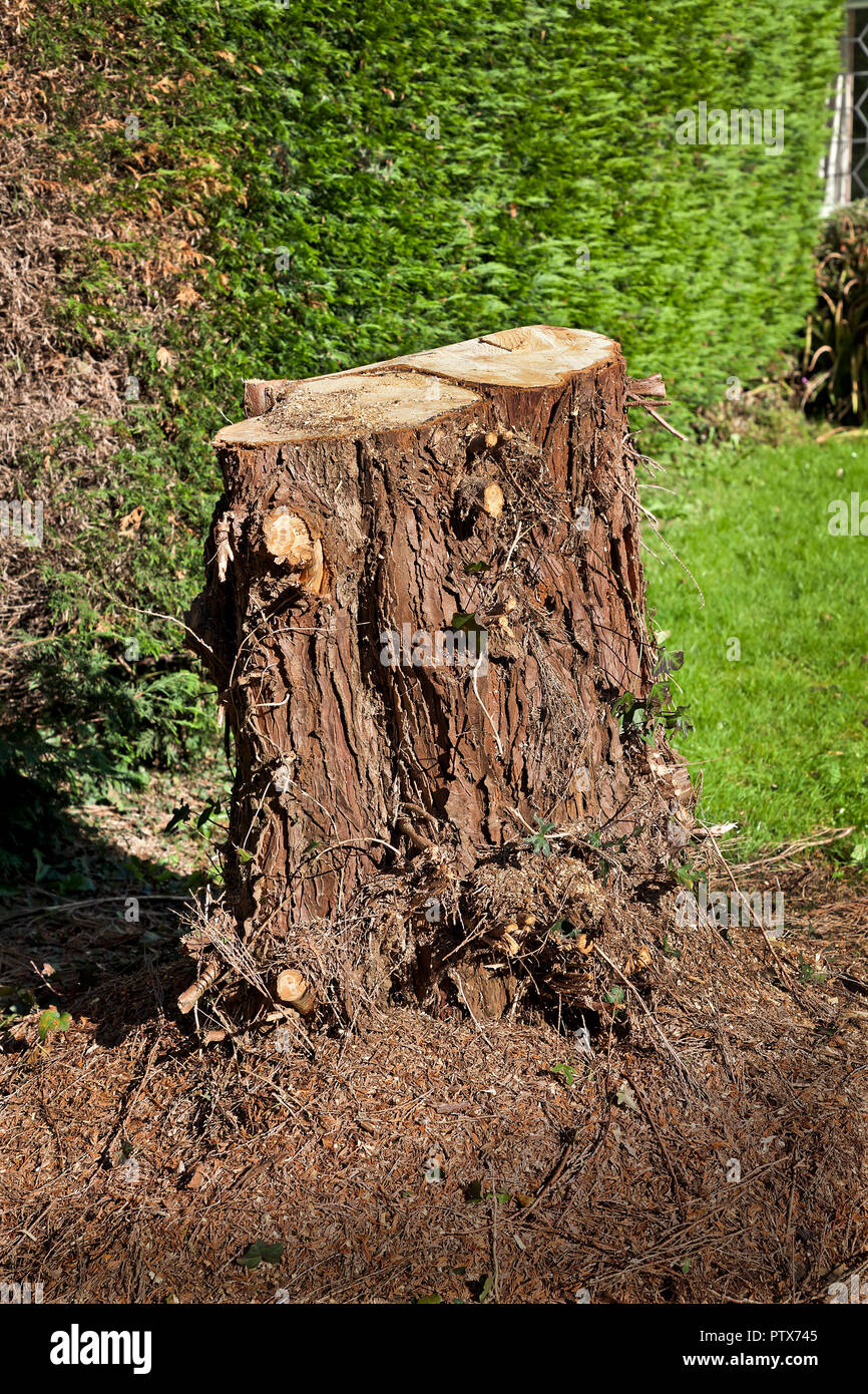 Conifer tree stump in garden Stock Photo