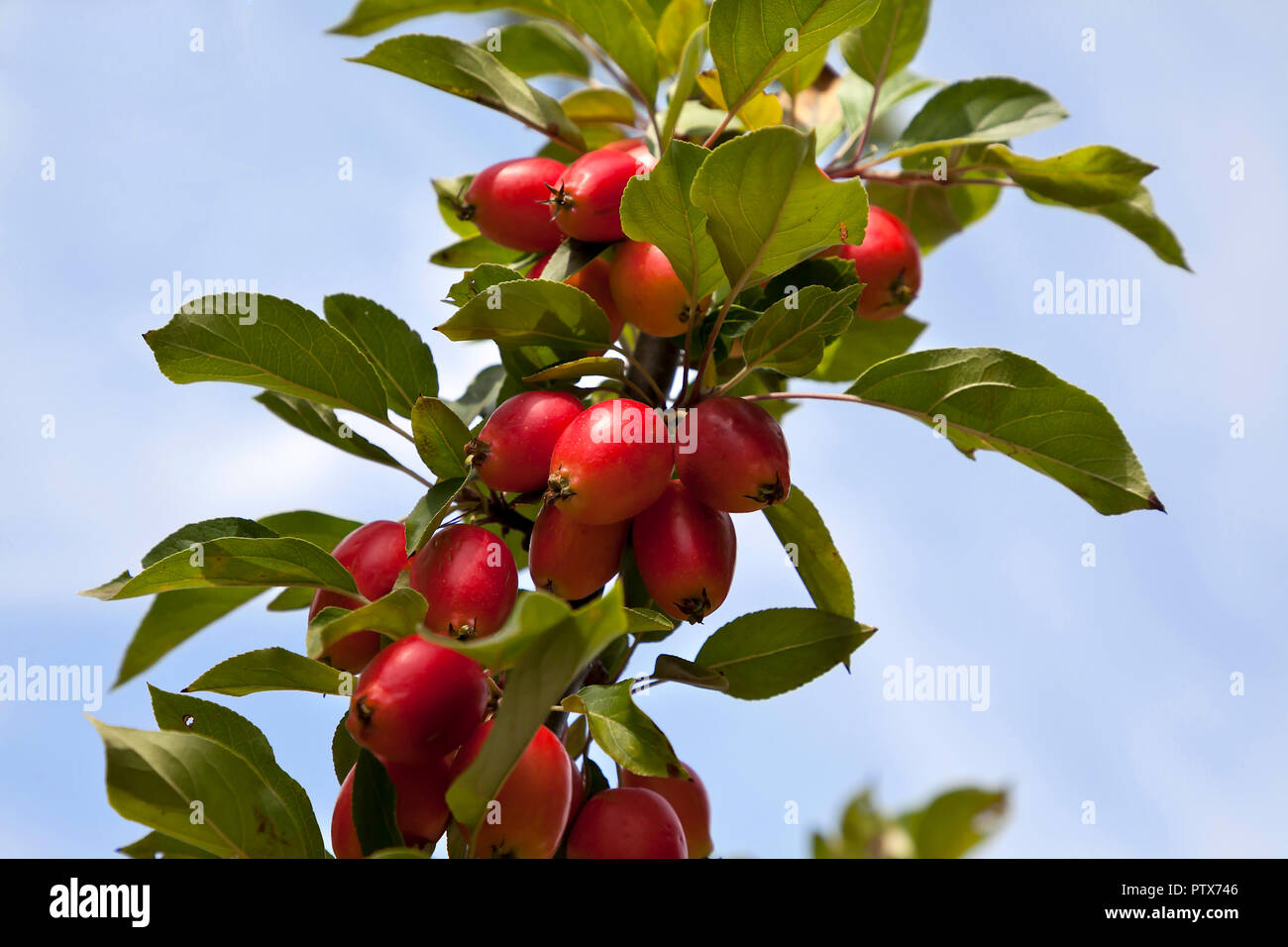 Crab apples hi-res stock photography and images - Alamy