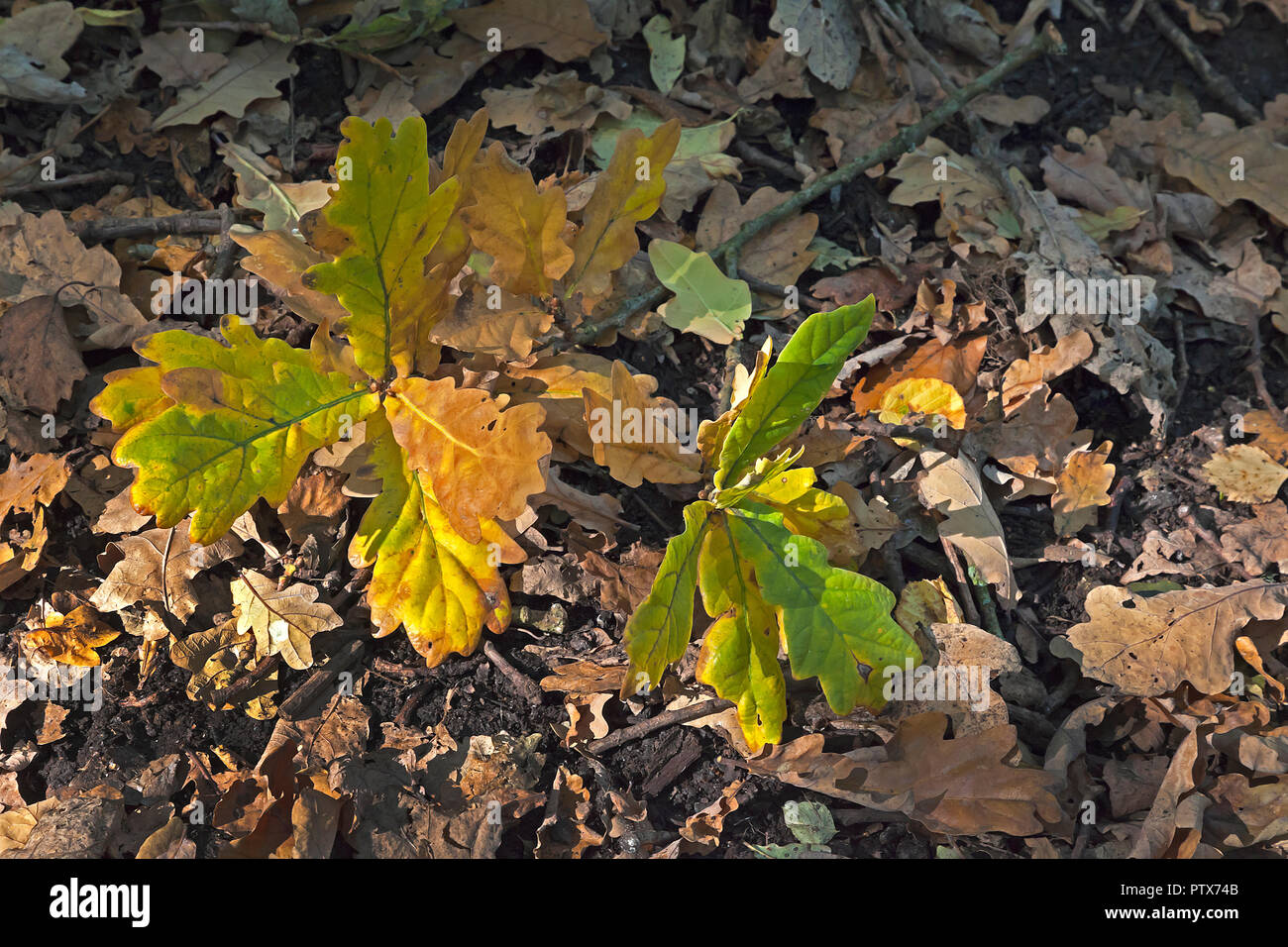 Fallen Oak leaves on forest floor in Autumn Stock Photo