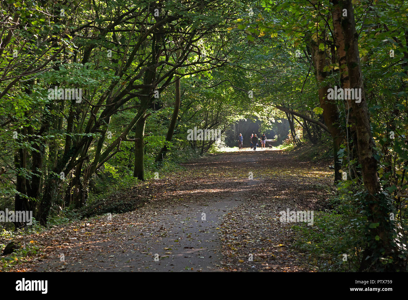 Woodland walk with walkers under tree canopy with light mist, Wales, UK Stock Photo