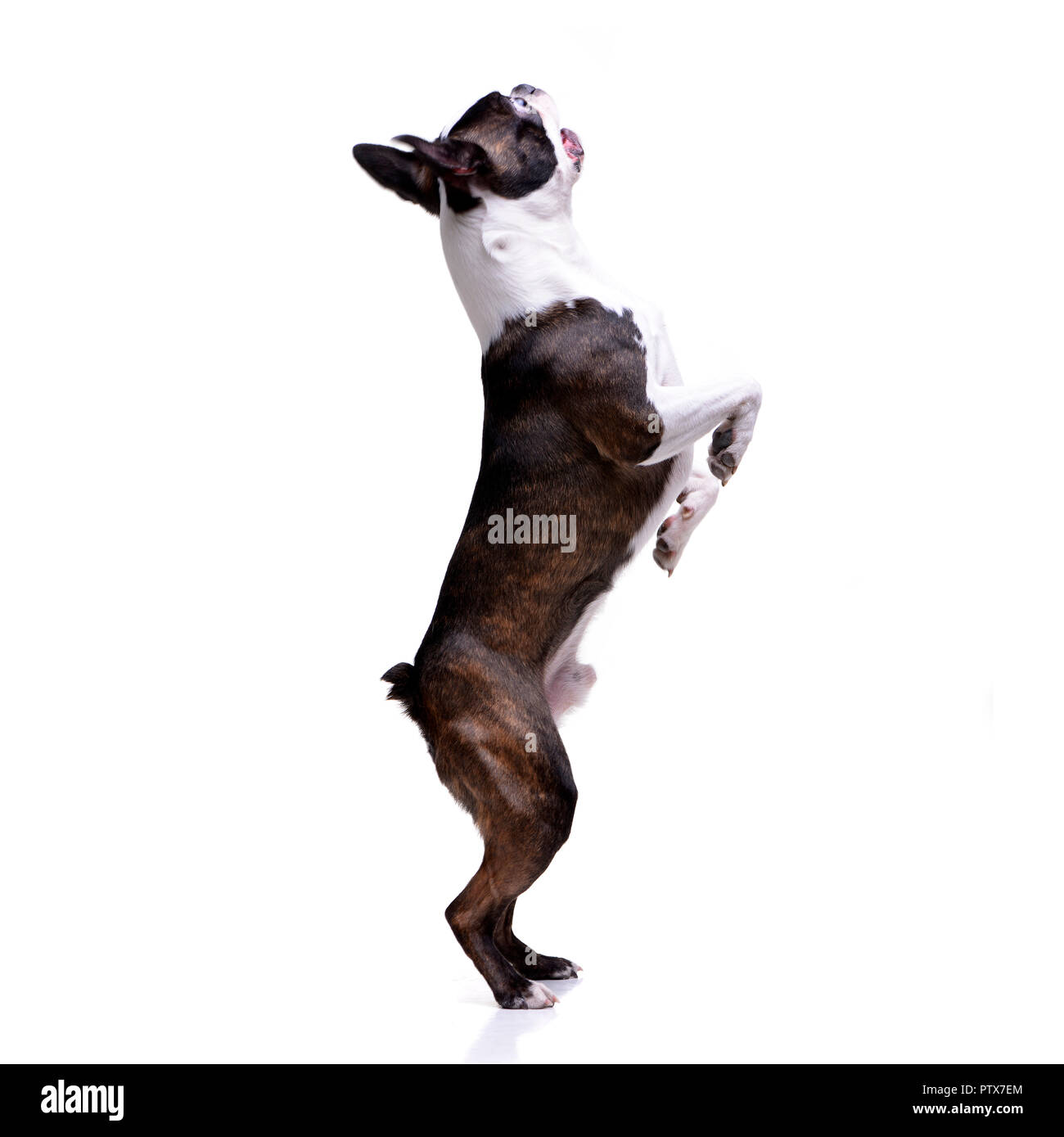 An adorable Boston Terrier standing on hide legs - isolated on white ...