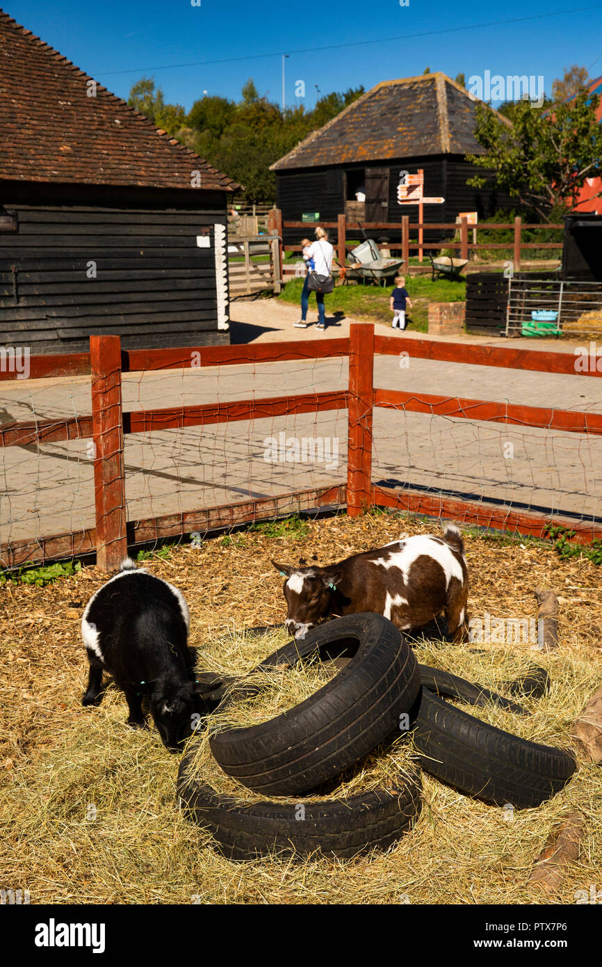 UK, Kent, Maidstone, Sandling, Kent Life open-air museum & heritage farm park, goats in Farmyard Stock Photo