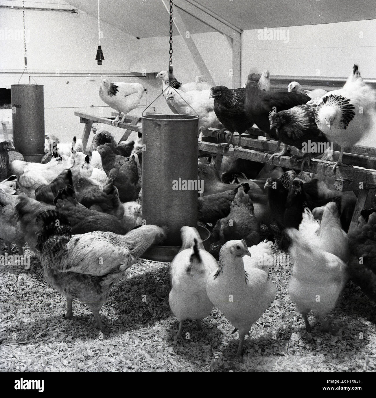 1950s Historical Farming Chickens Inside A Barn Feeding From A