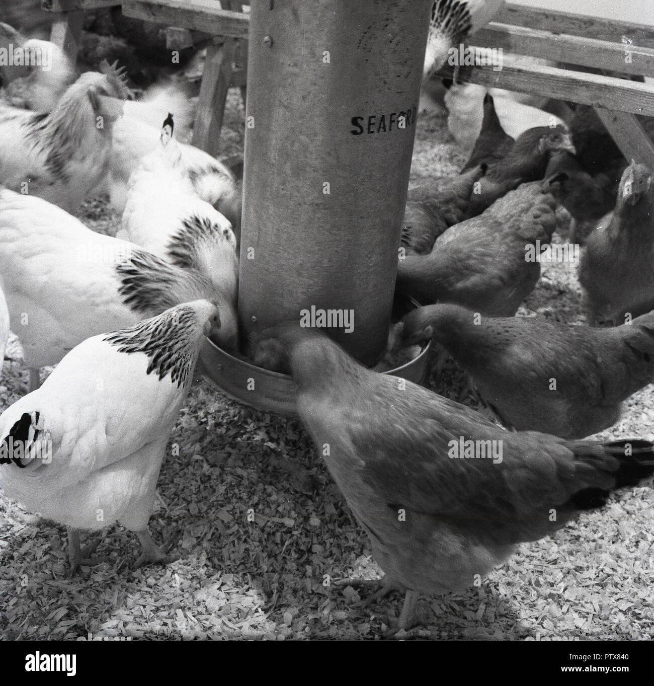 1950s Historical Farming Chickens Inside Feeding From A Metal