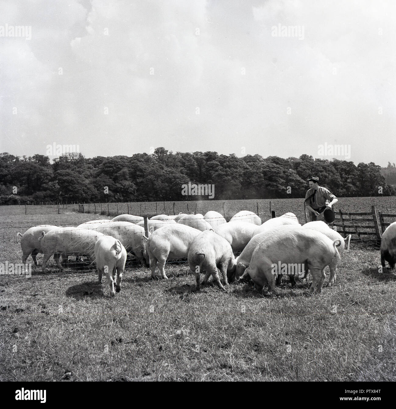 1950s, historical, British farming, pigs outdoors in an enclosed field eating feed being given out by a farmer, Engalnd, UK. Stock Photo