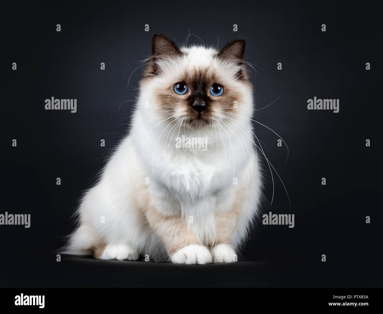 Excellent seal point Sacred Birman cat kitten with perfect white paws sitting /side ways and looking ahead with blue eyes, isolated on black backgroun Stock Photo
