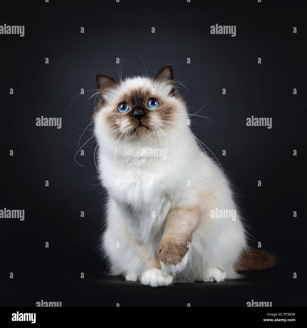 Excellent seal point Sacred Birman cat kitten with perfect white paws sitting / playing with on paw lifted and looking innocent up with blue eyes, iso Stock Photo