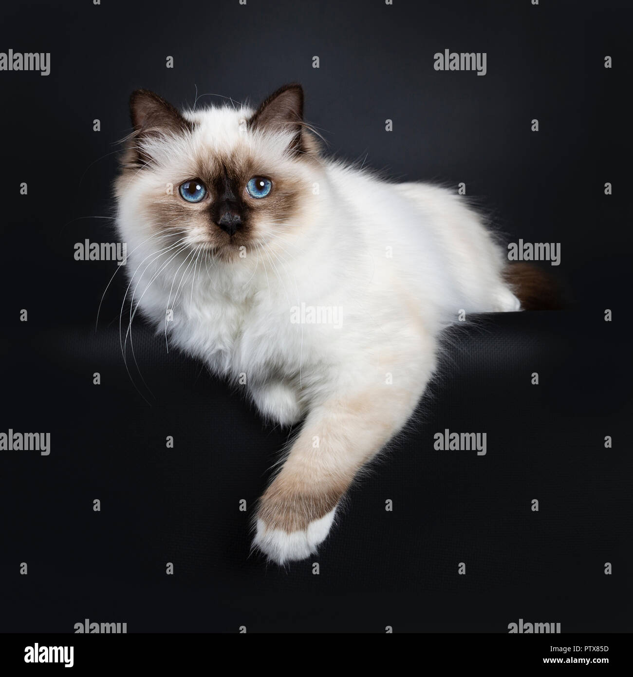 Excellent seal point Sacred Birman cat kitten with perfect white paws slaying with paws hanging over edge looking beside lens with blue eyes, isolated Stock Photo