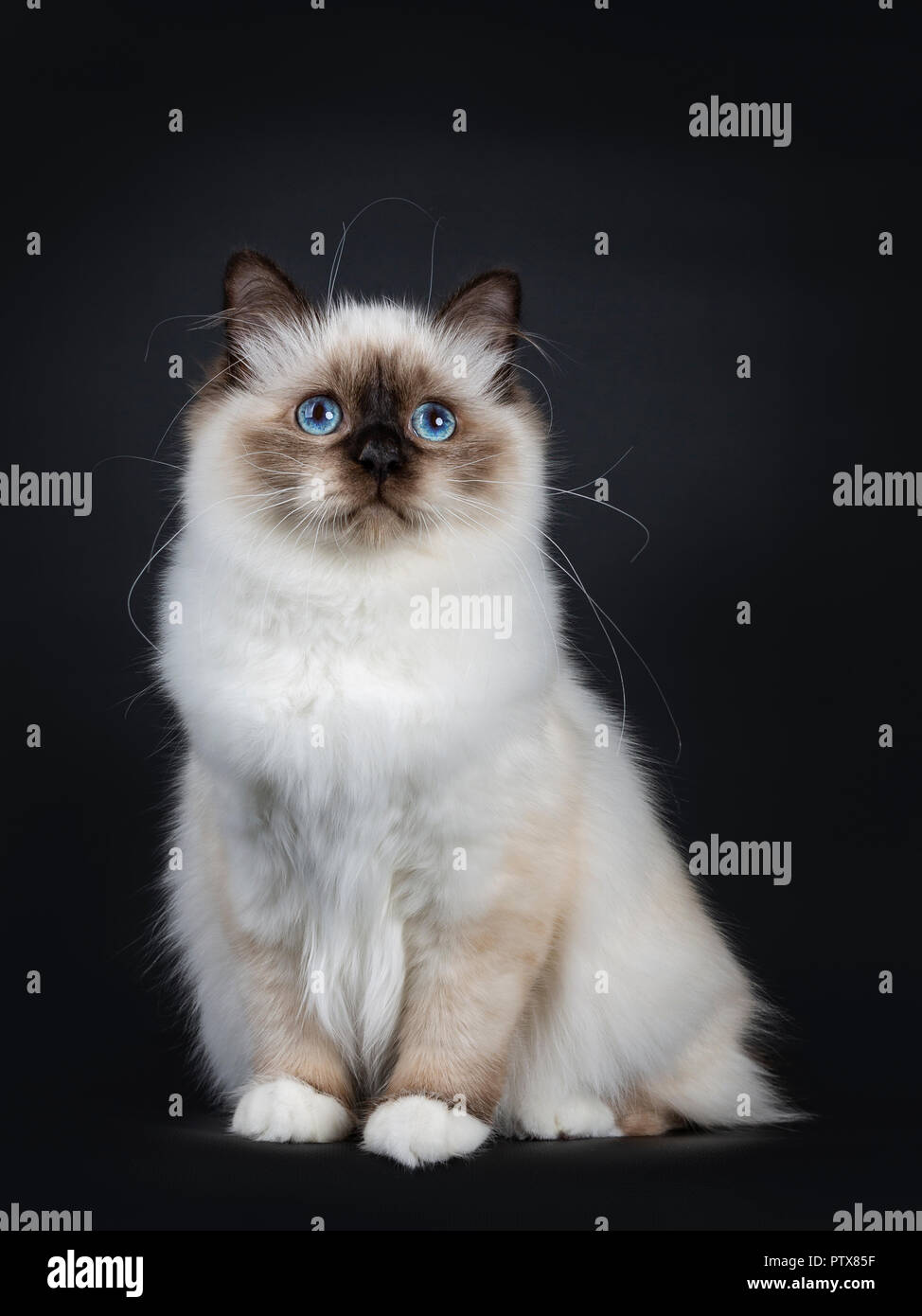 Excellent seal point Sacred Birman cat kitten with perfect white paws sitting straight up and looking up with blue eyes, isolated on black background Stock Photo