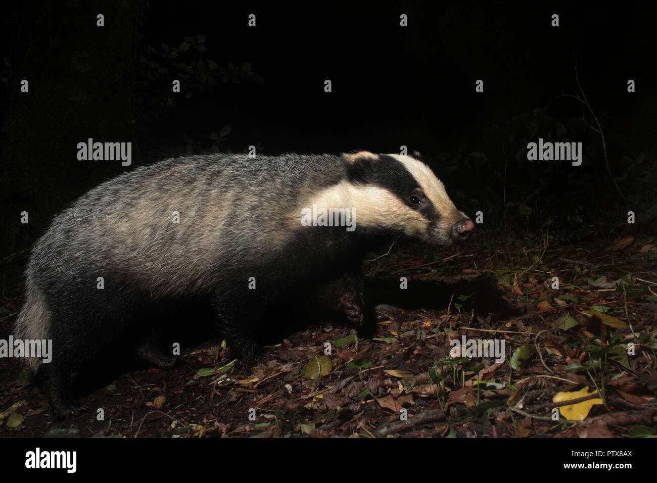 Badger Stock Photo