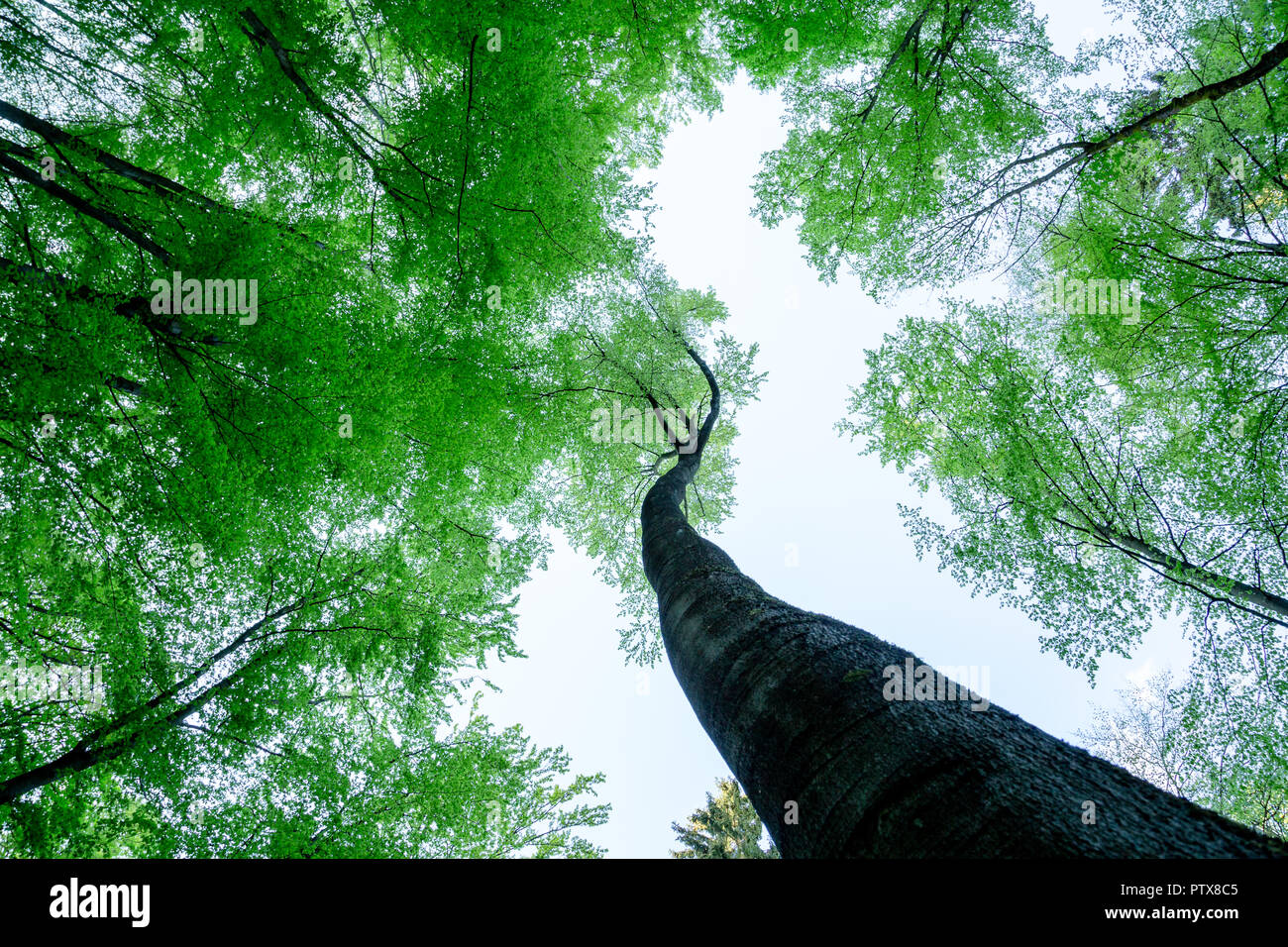 Big tree snakes in the air to the green treetops Stock Photo
