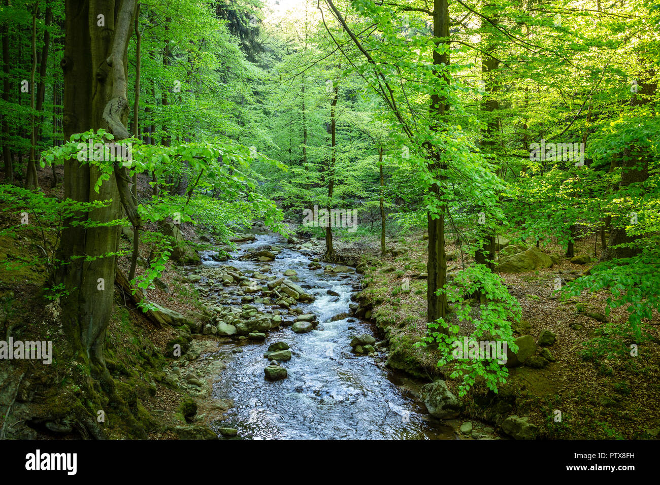 Stream runs through small hi-res stock photography and images - Alamy