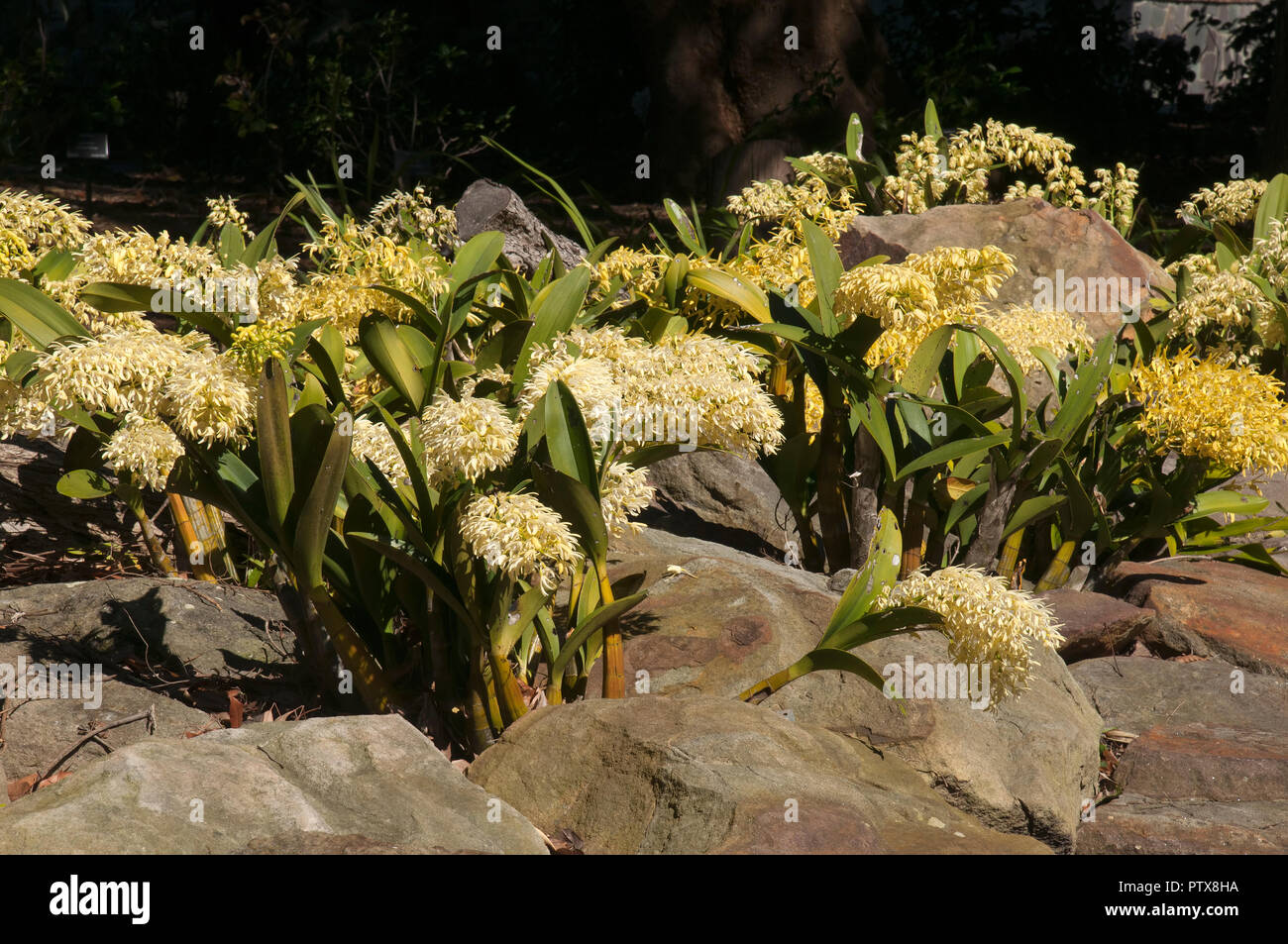 Sydney Australia, rock garden with native yellow sydney rock orchids Stock Photo
