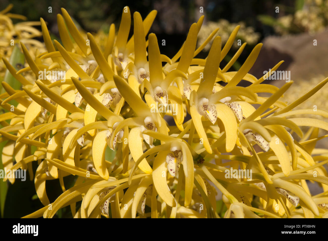 Sydney Australia, yellow flower stem of  Dendrobium speciosum or  sydney rock orchid Stock Photo