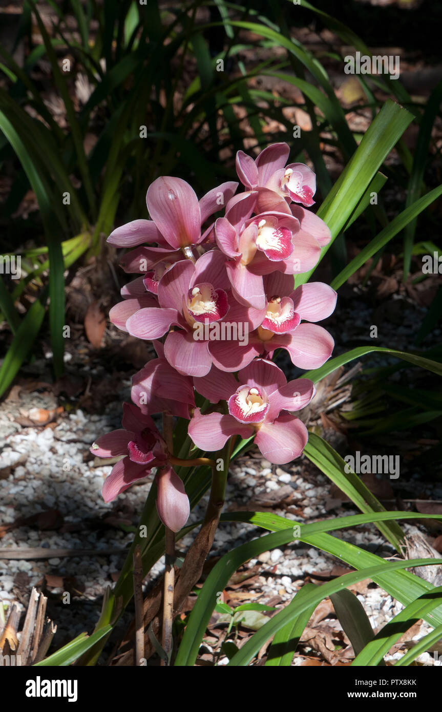 Sydney Australia, stem of lilac orchid flowers Stock Photo