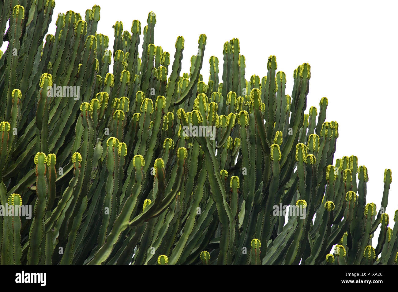 La cactus plant hi-res stock photography and images - Alamy