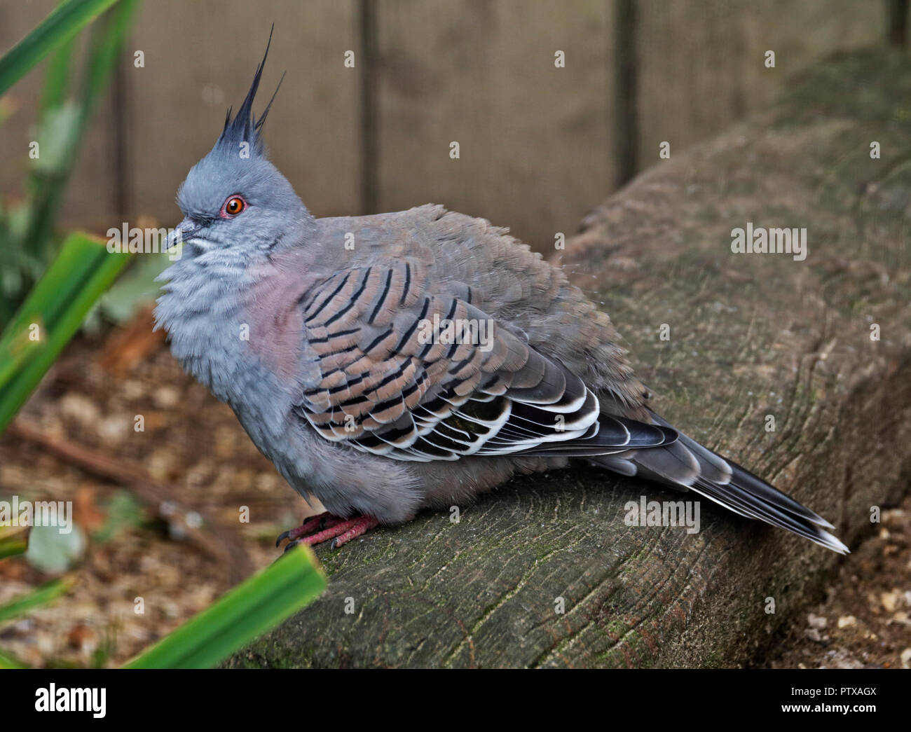Crested Pigeon (ocyphaps lophotes) Stock Photo
