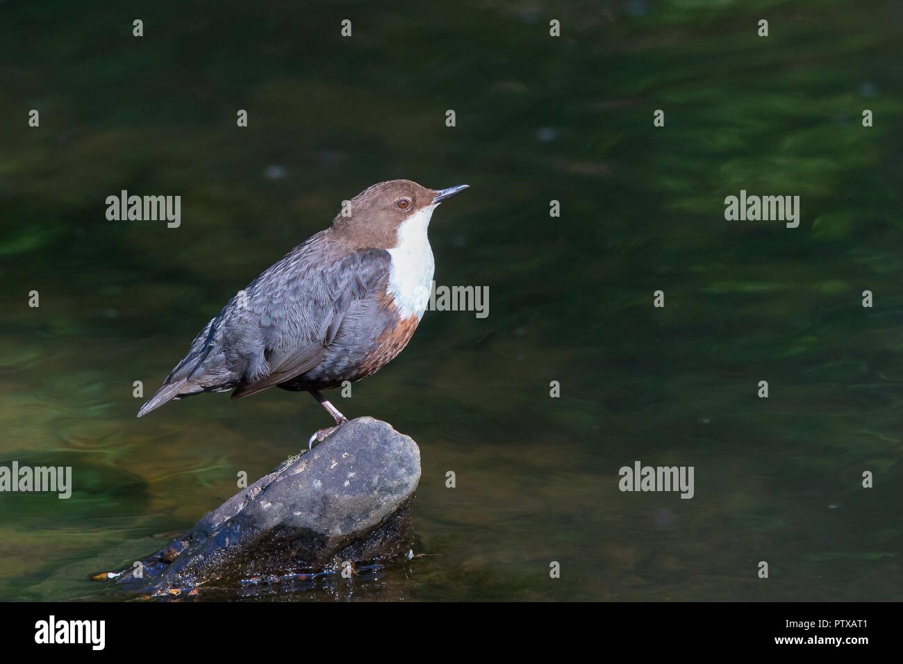 Detailed, side view close up of wild UK dipper bird (Cinclus cinclus) isolated on rock by shallow water of woodland stream, looking up in summer sun. Stock Photo