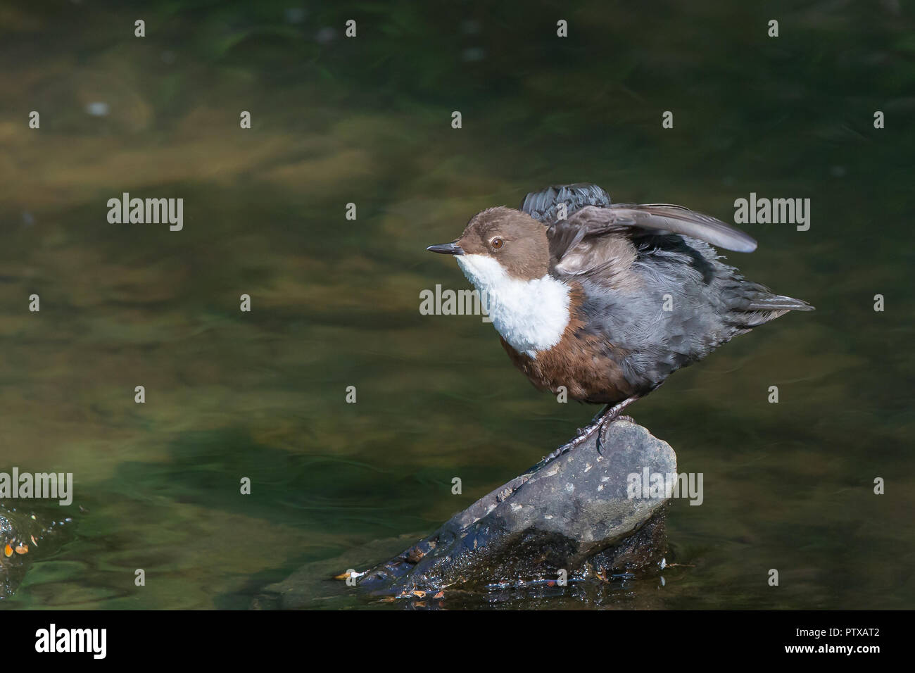 Close up of wild UK dipper bird (Cinclus cinclus) isolated outdoors, perched on rock by shallow woodland stream flapping wings. Stock Photo