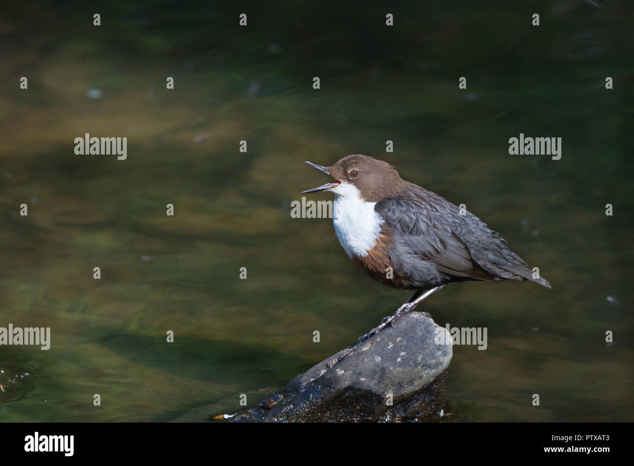 Detailed, close-up side view of isolated wild dipper bird (cinclus cinclus) perched on rock by UK woodland stream, beak open wide, dark background. Stock Photo