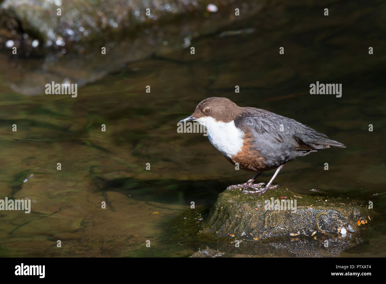 Close up of a wild UK dipper bird (Cinclus cinclus) standing isolated ...