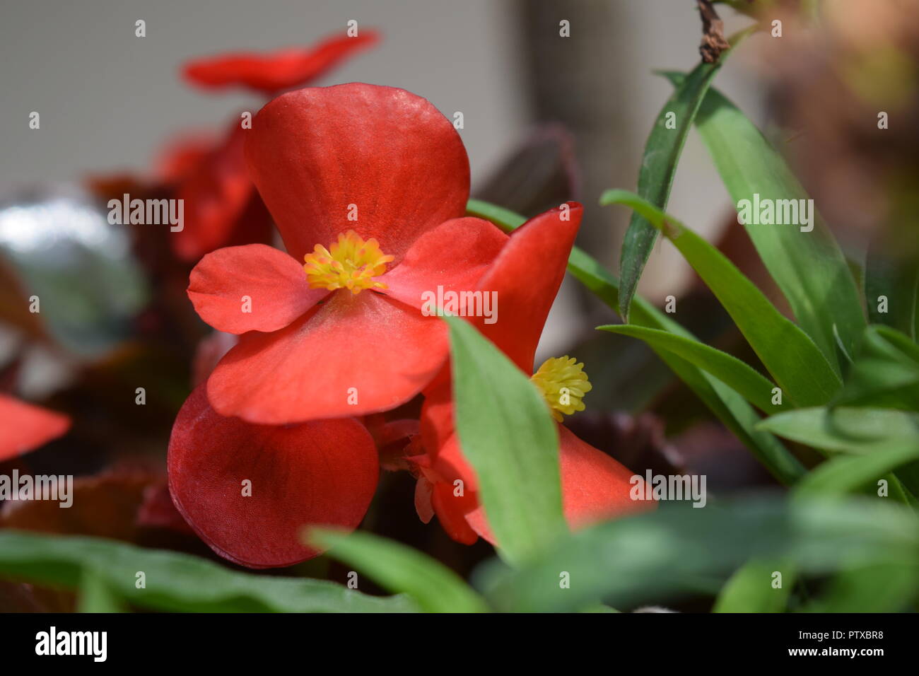 Close focus of red Begonia flowers apple nature view at beautiful spring morning Stock Photo