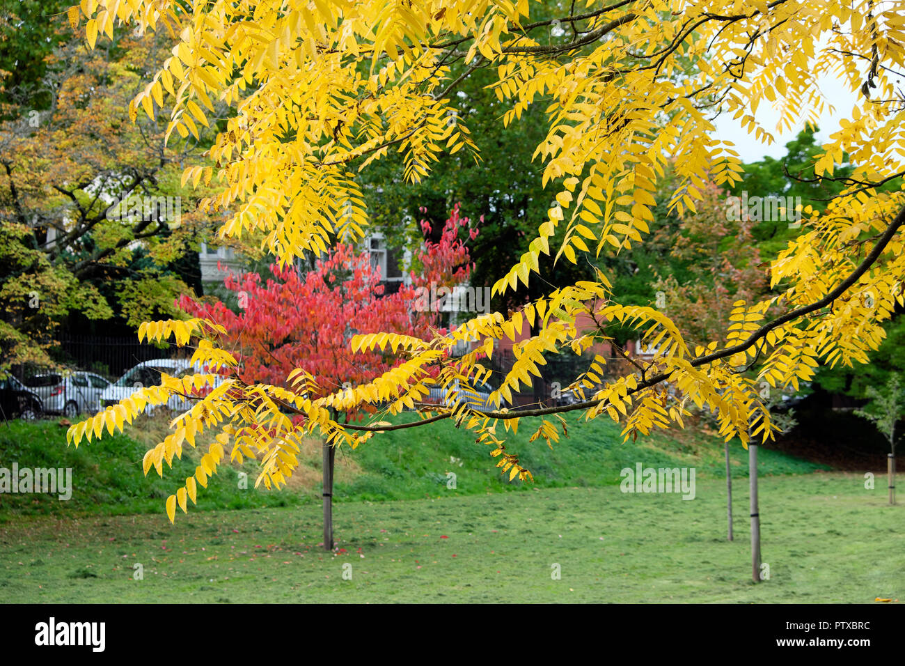 Sumach tree and Rhus typhina trees in Roath Park public garden park in October autumn, Cardiff Wales UK Great Britain  KATHY DEWITT Stock Photo