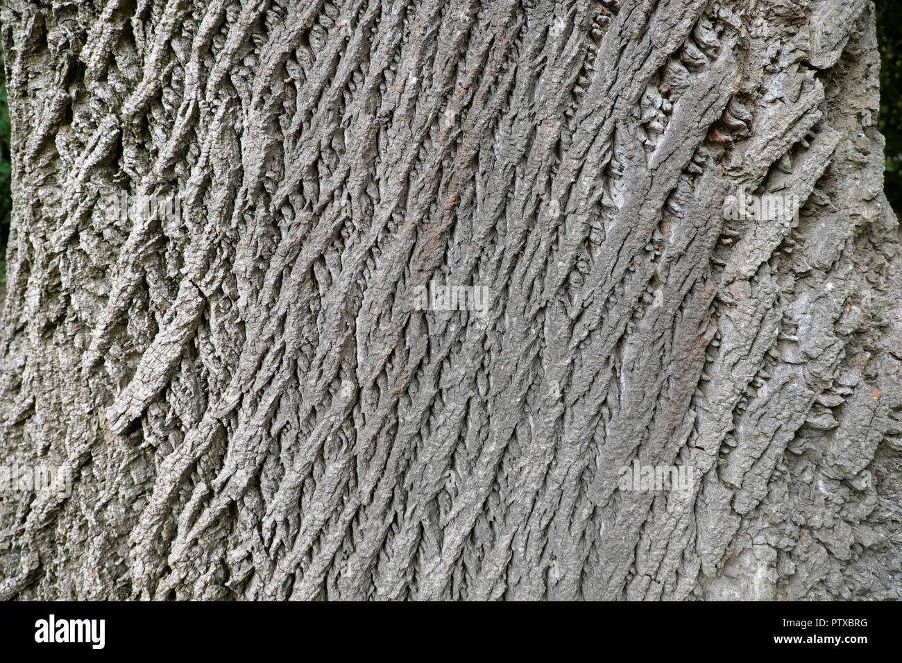 Poplar Tree Bark High Resolution Stock Photography and Images Alamy