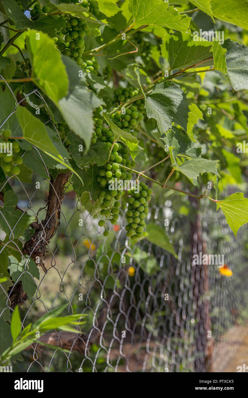 Grape vines, green grapes, growing grapes in the garden Stock Photo Alamy