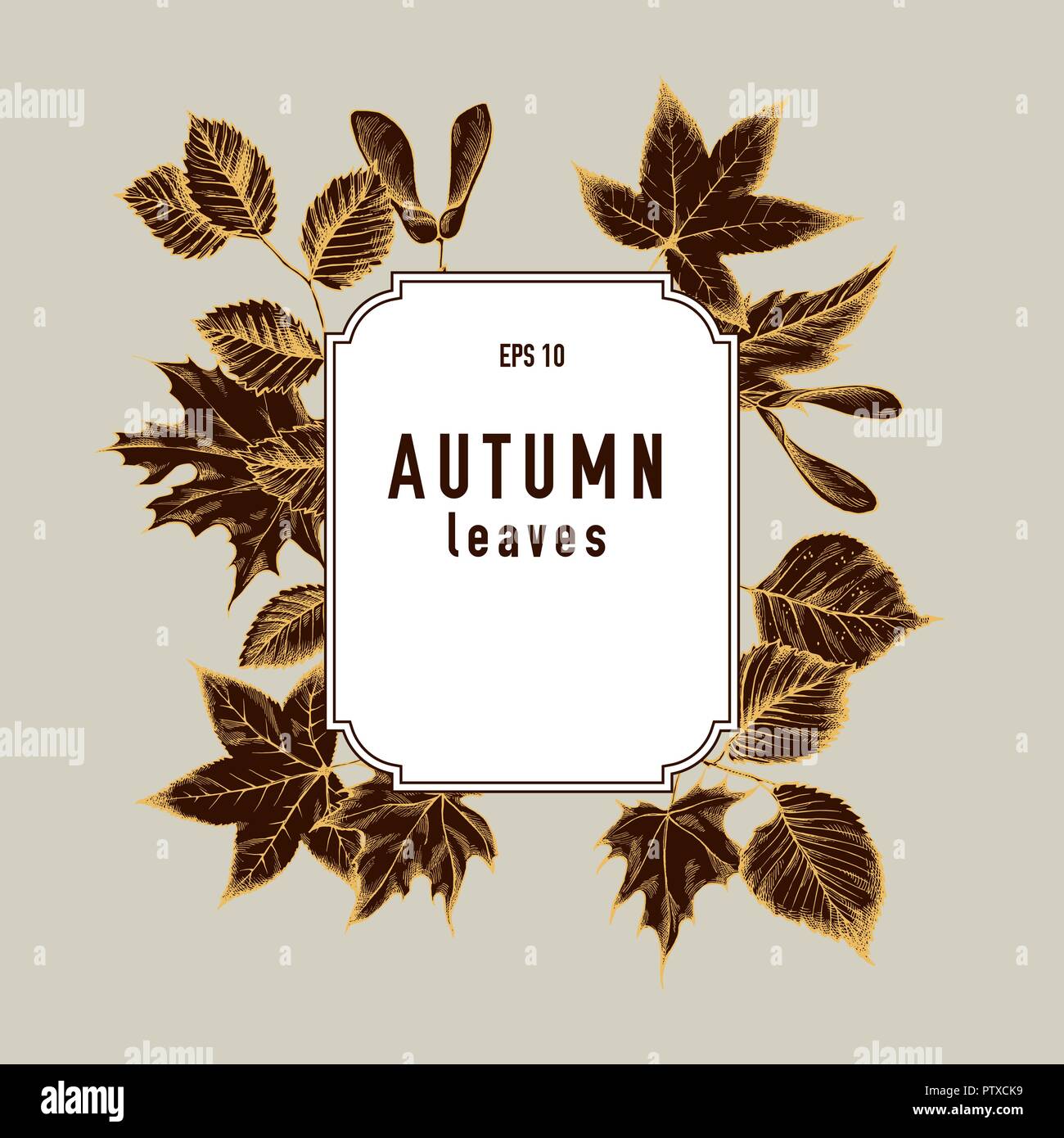 Vector collection of hand drawn autumn leaves Stock Vector Image & Art ...