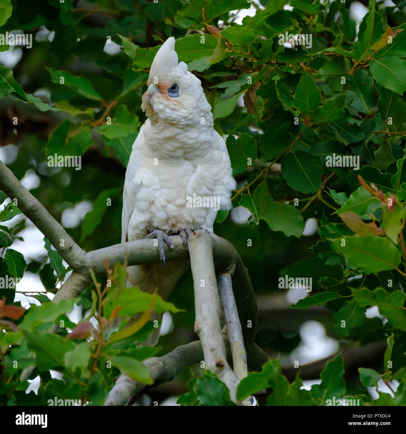 Australian Corellas Stock Photos & Australian Corellas Stock Images - Alamy