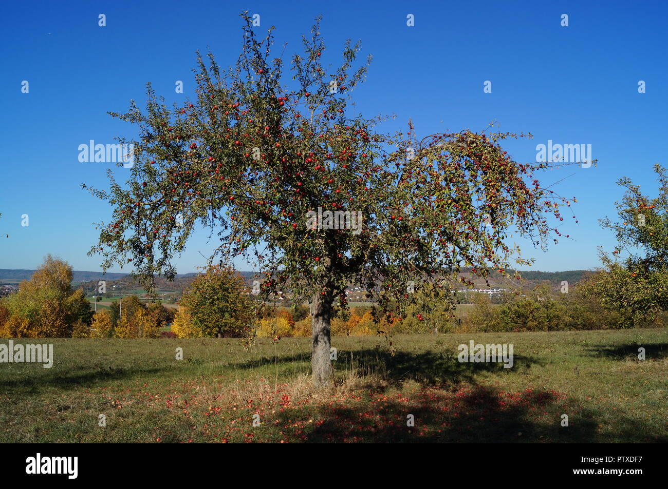 Old apple tree and fallen apples Stock Photo