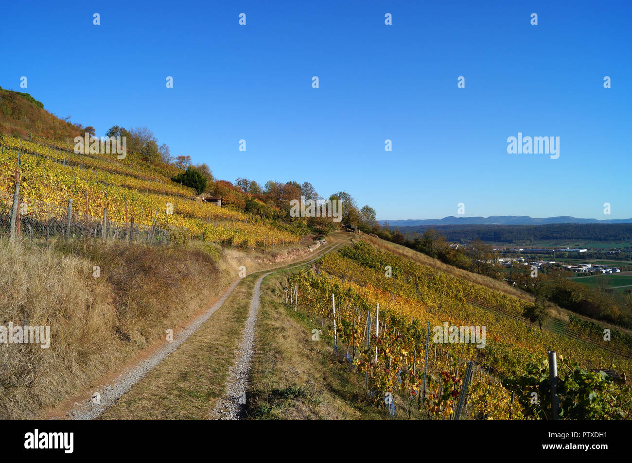 Vineyards and rural road Stock Photo