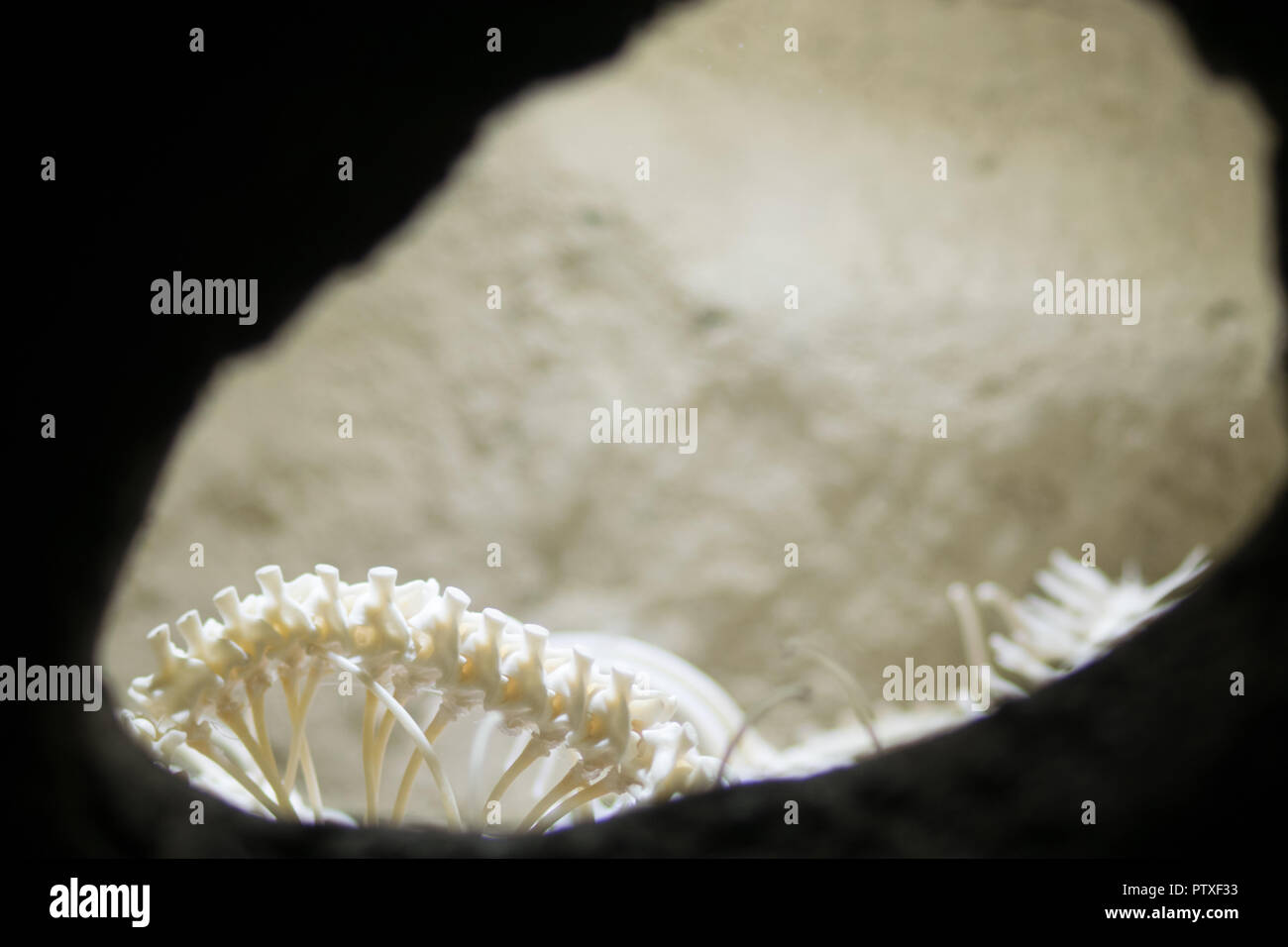 Skeleton of a snake in a cave Stock Photo Alamy