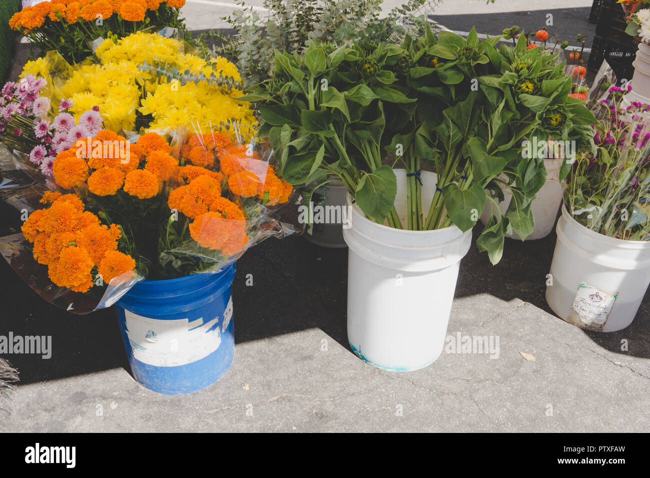 Southern California flower stand at Farmers market: Gorgeous flowers for sale on display in white buckets, natural light. Stock Photo
