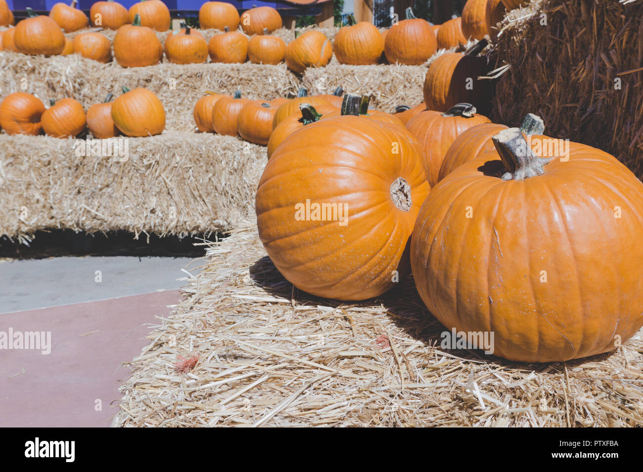 Autumnal display of big orange pumpkins on bales of hay. Classic fall scene in the United States in preparation for Halloween and Thanksgiving. Stock Photo