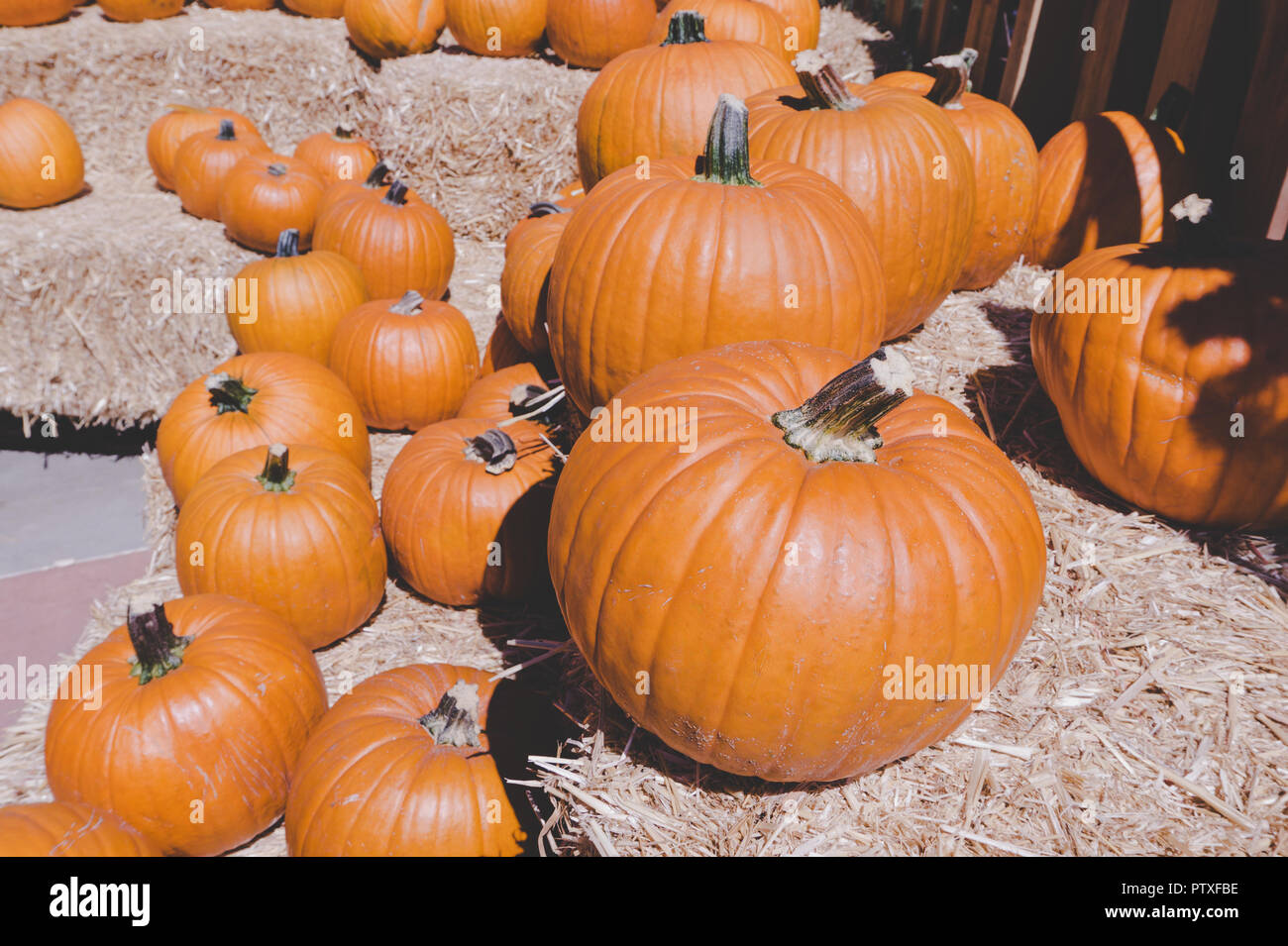 Autumnal display of big orange pumpkins on bales of hay. Classic fall scene in the United States in preparation for Halloween and Thanksgiving. Stock Photo