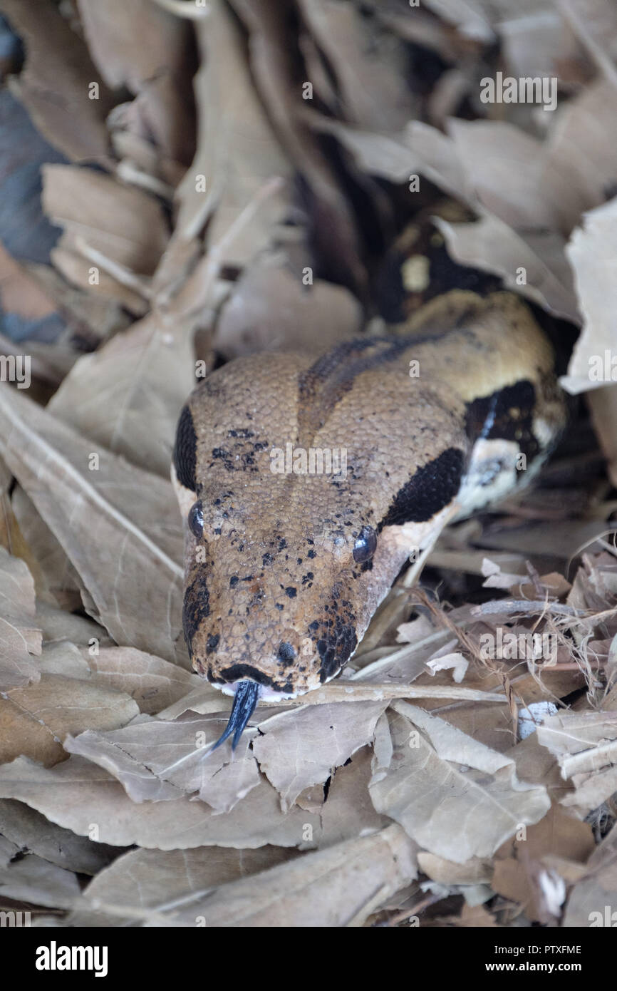 Boa Constrictor at Australia Zoo Stock Photo Alamy