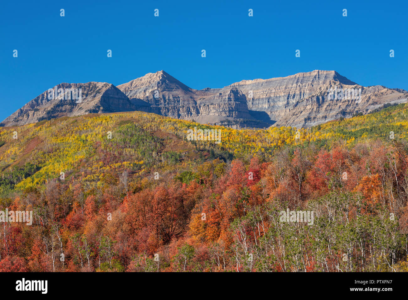 Fall colors, Mount Timpanogos, Wasatch Mountains, Utah Stock Photo