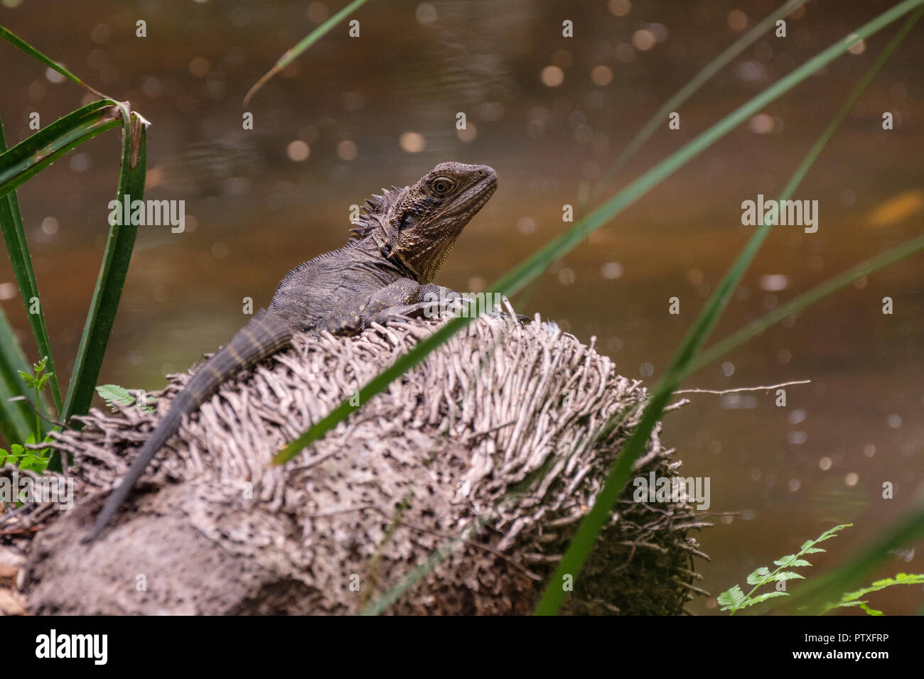 Reptiles at Australia Zoo Stock Photo Alamy