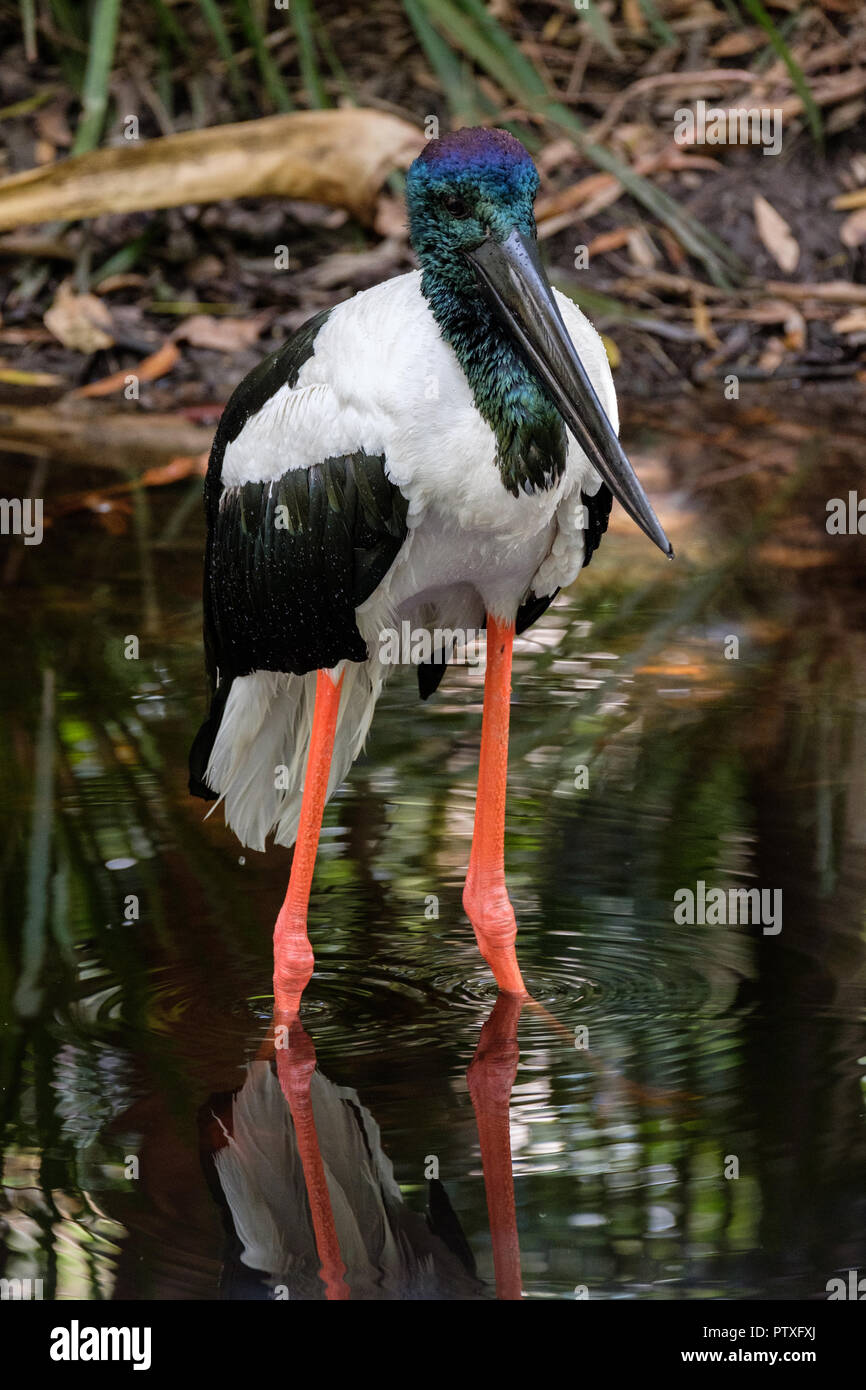 Jabiru at Australia Zoo Stock Photo