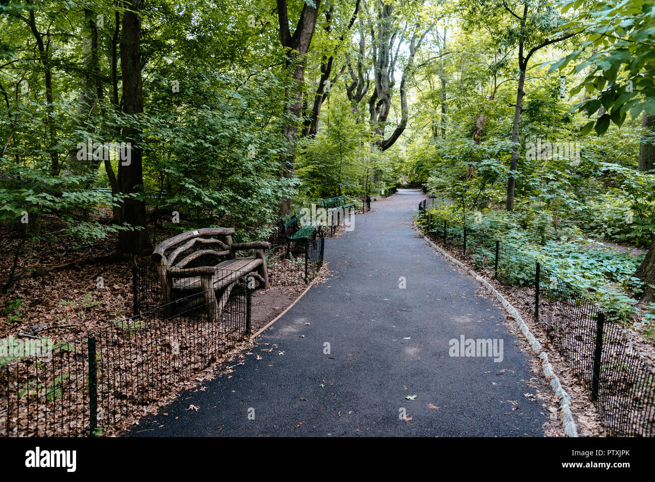 Footpath surrounded by trees in Central Park, New York City Stock Photo ...