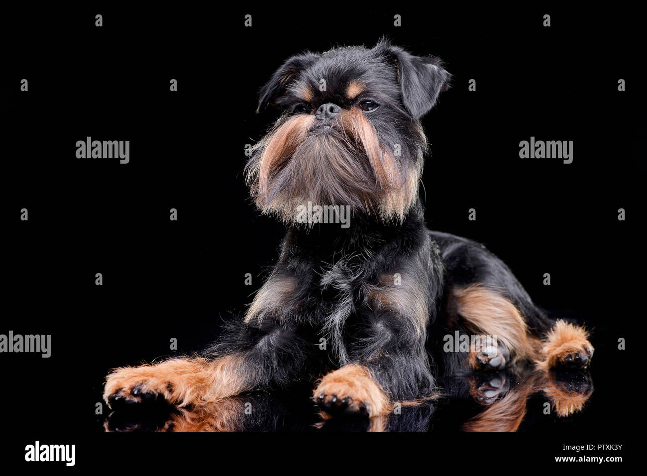 Black and tan brussels griffon sales