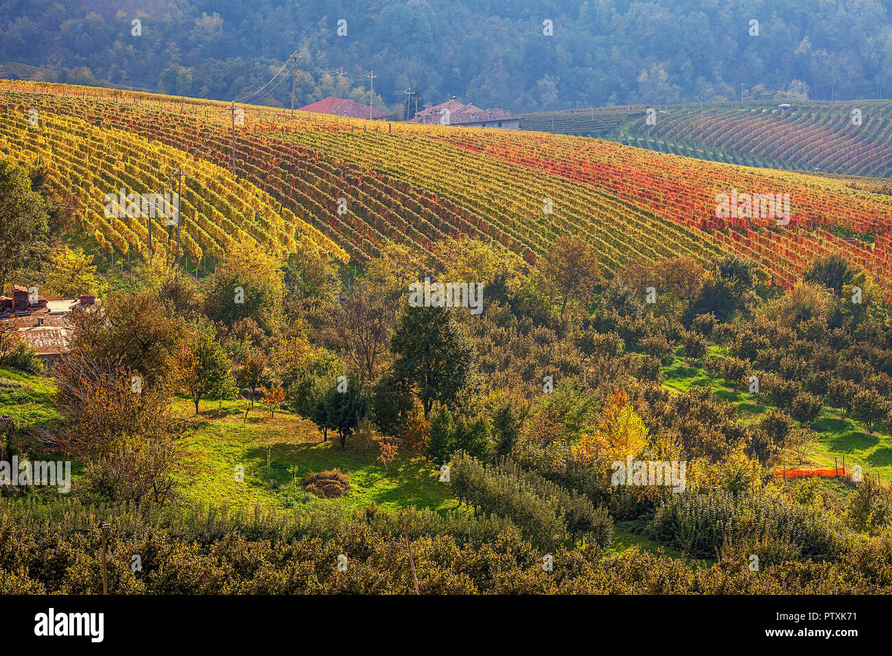 Multicolored vineyards on the hills in autumn in Piedmont, Northern Italy. Stock Photo