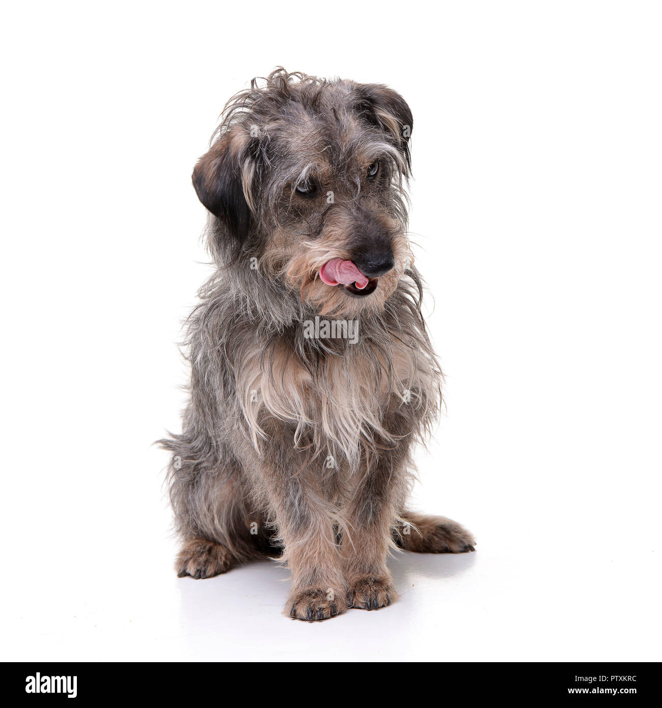 Studio shot of an adorable mixed breed dog sitting on white background ...