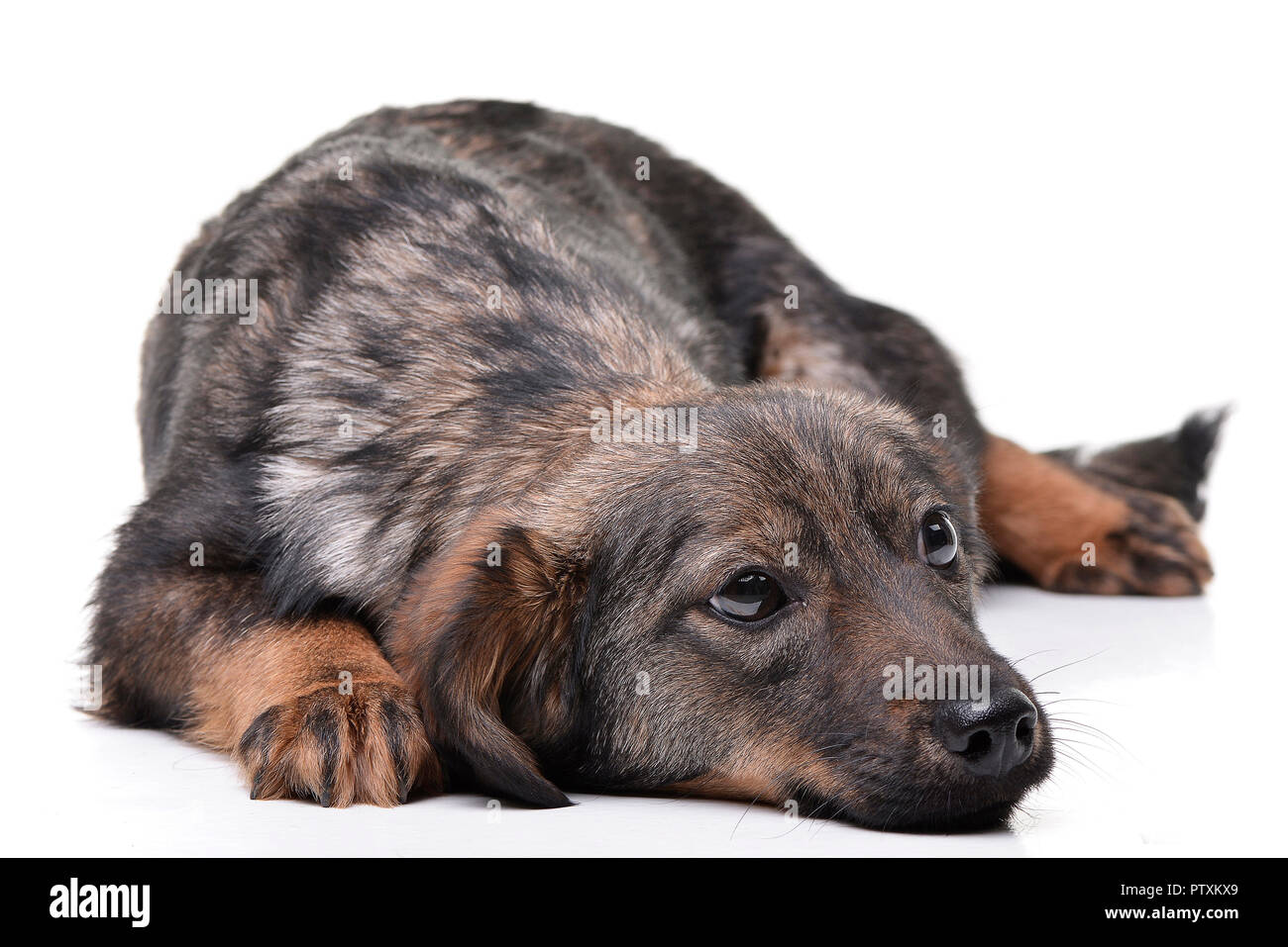 Studio shot of an adorable mixed breed dog lying on white background ...