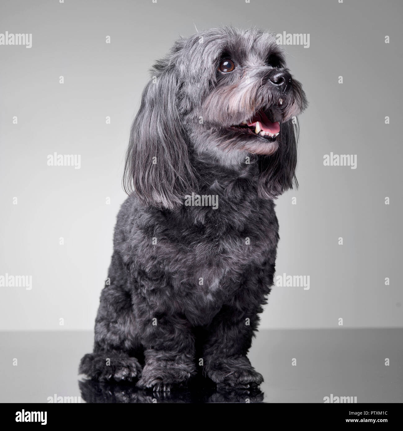 Studio Shot Of An Adorable Havanese Dog Sitting On Grey Background Stock Photo Alamy