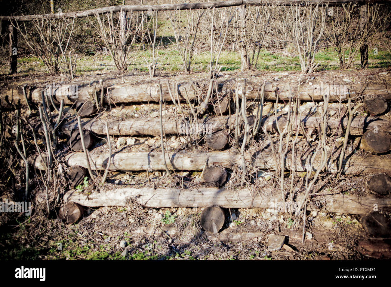 a retaining wall with tree trunks Stock Photo Alamy