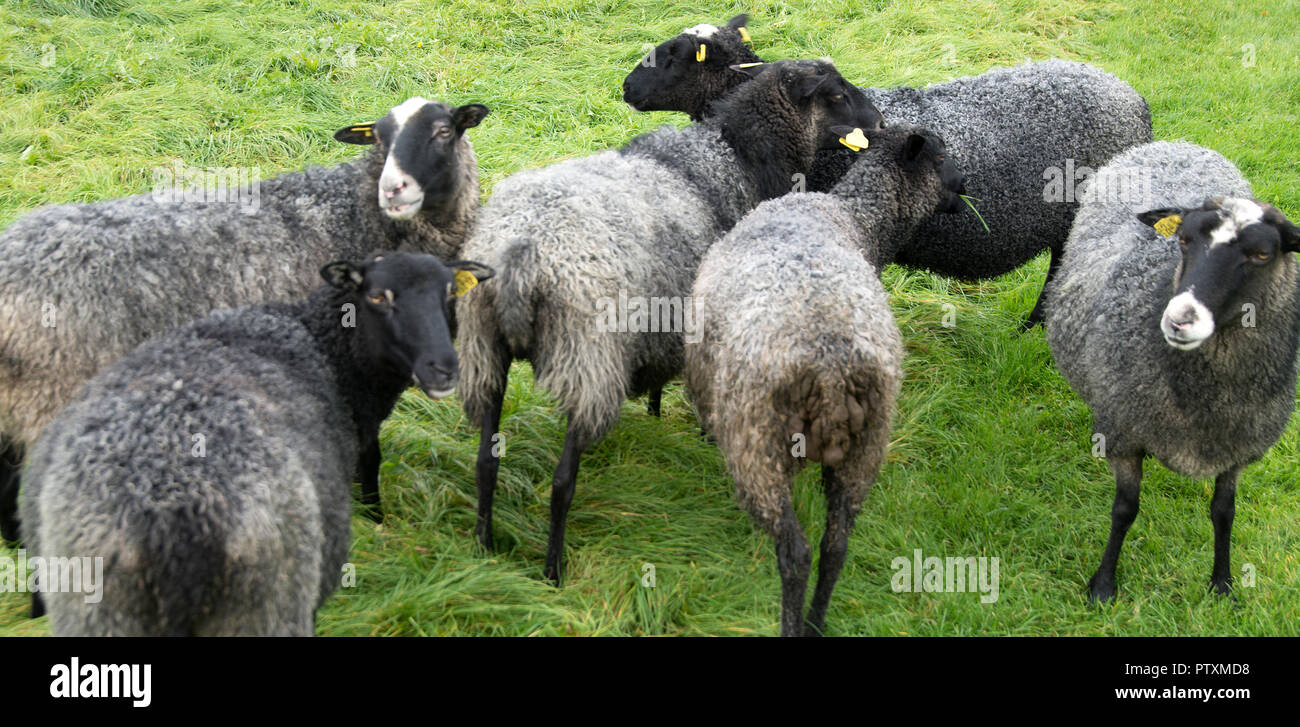 Livestock are domesticated animals raised in an agricultural setting to produce labor and commodities such as meat, eggs, milk, fur, leather, and wool Stock Photo - Alamy Livestock are domesticated animals raised in an agricultural setting to produce labor and commodities such as meat, eggs, milk, fur, leather, and wool Stock Photo - Alamy