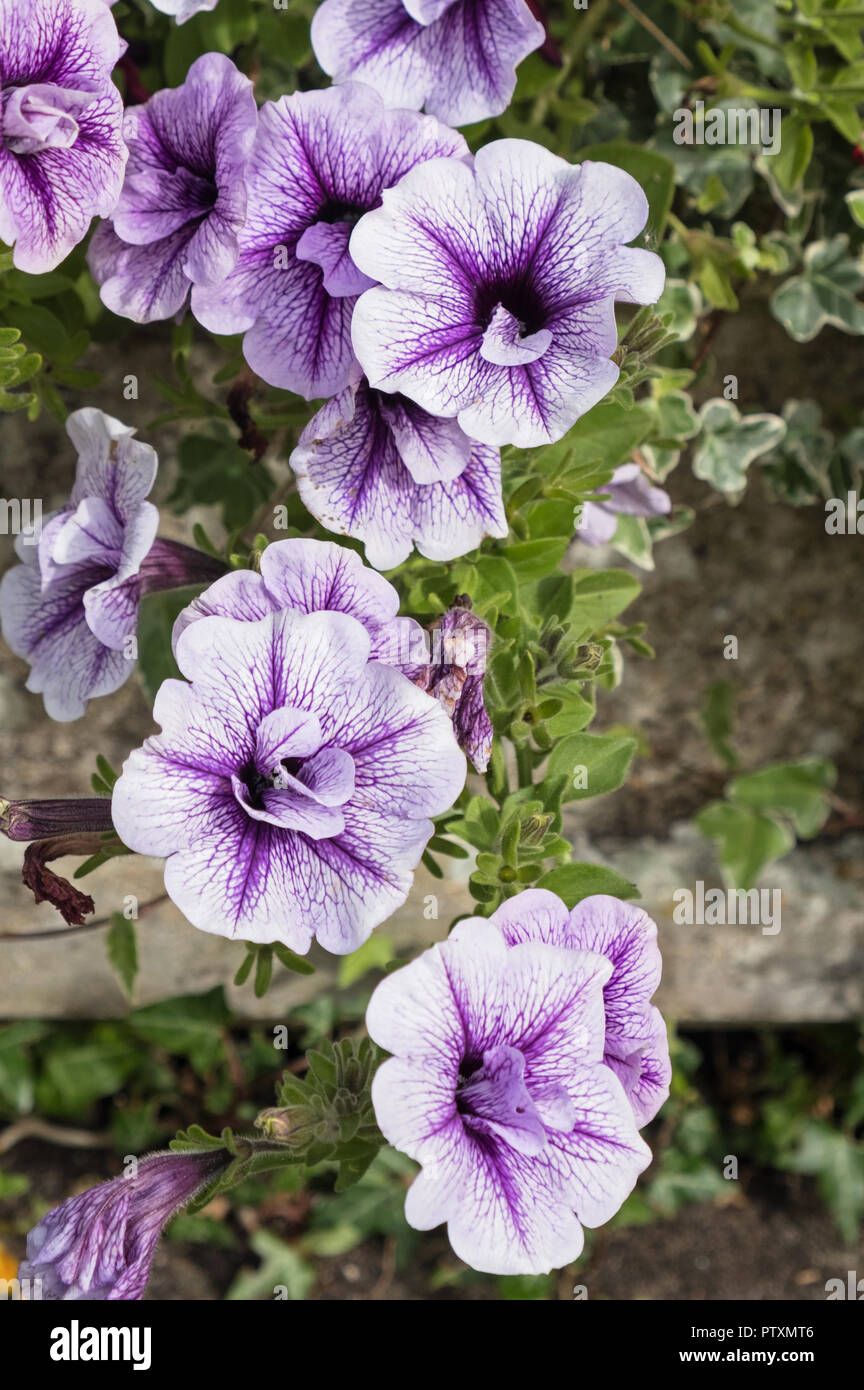 Blue petunia bloom hi-res stock photography and images - Alamy